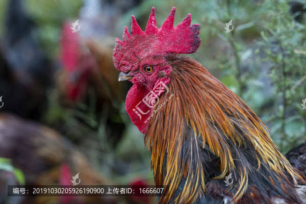 散養(yǎng)土雞