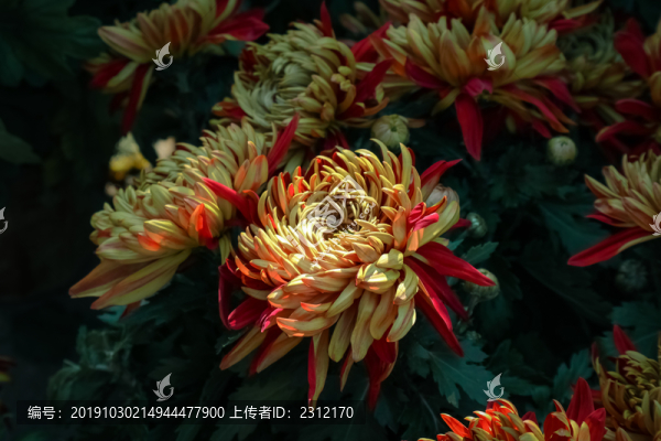 金背大紅