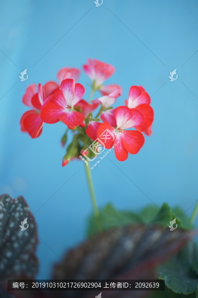 紅花天竺葵