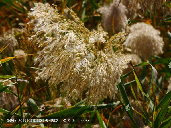 蘆葦叢蘆花