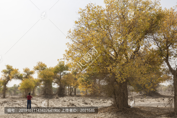 沙漠胡楊