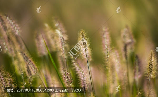 草