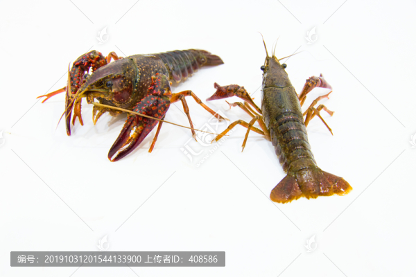 小龍蝦寫真