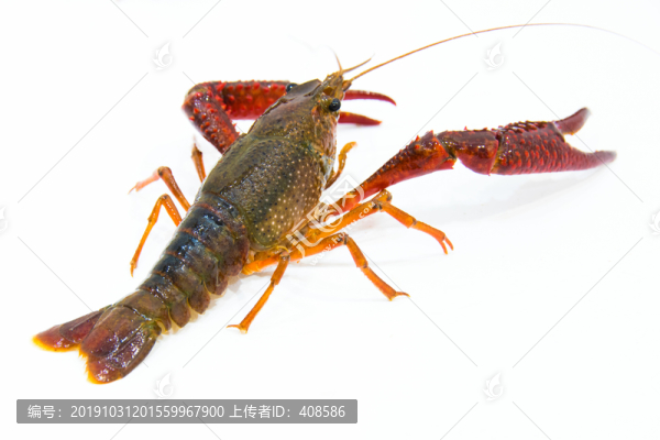 小龍蝦寫真