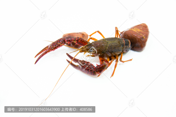 小龍蝦寫真
