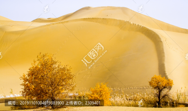沙漠胡楊