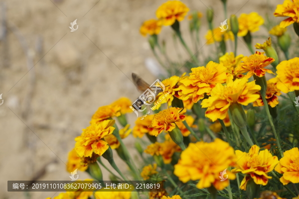 蜂鳥鷹蛾