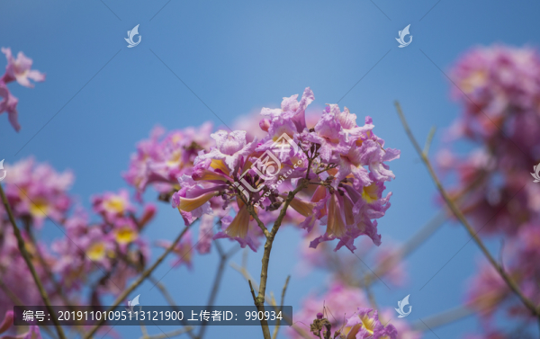 紫色花