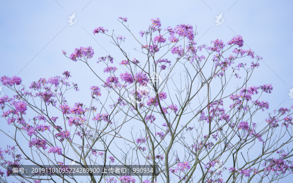 花卉