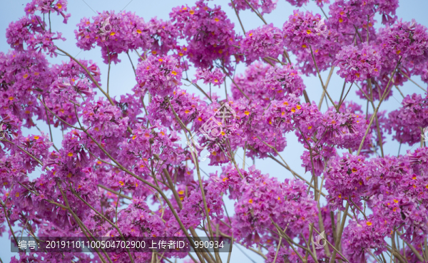 花卉