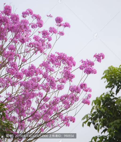 花卉