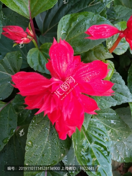 一串紅
