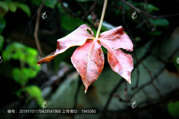 秋葉