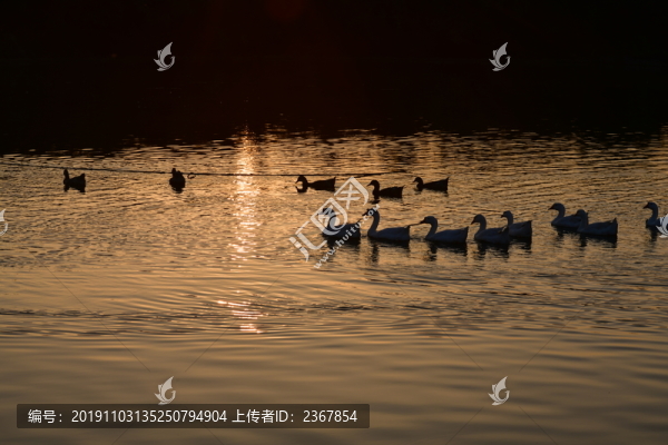 夕陽下的鵝