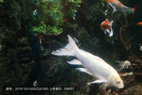 白云魚(yú)