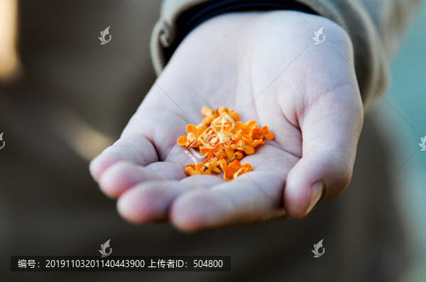 桂花