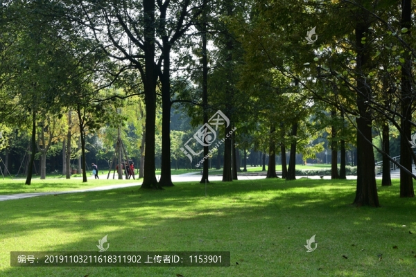 樹林草地