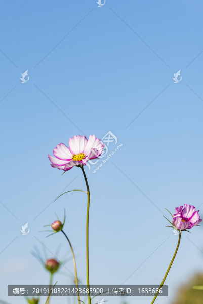 波斯菊特寫