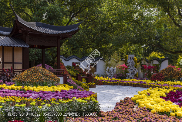 森林公園菊花展