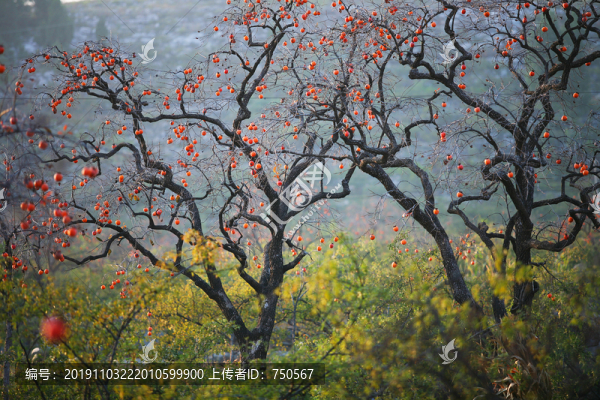 山鄉(xiāng)秋色