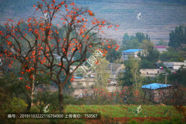 山鄉(xiāng)秋色