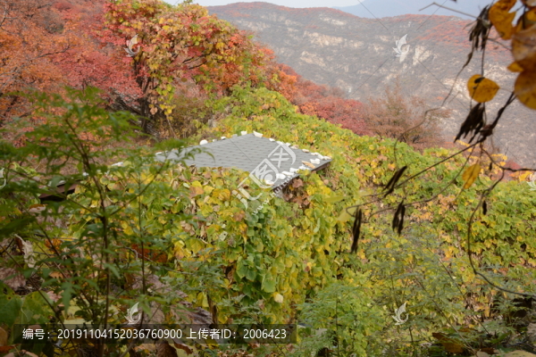 北京坡峰嶺秋天