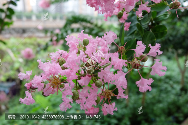 紫薇