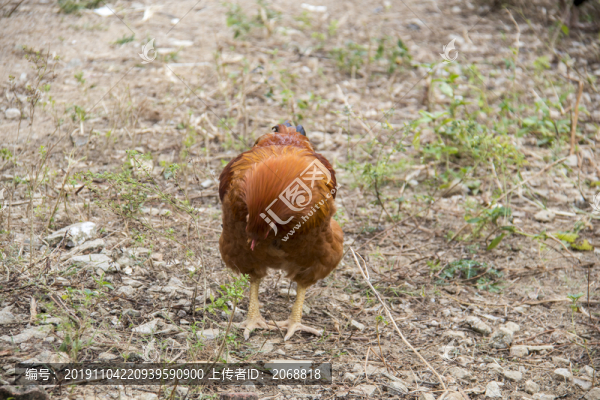 公雞