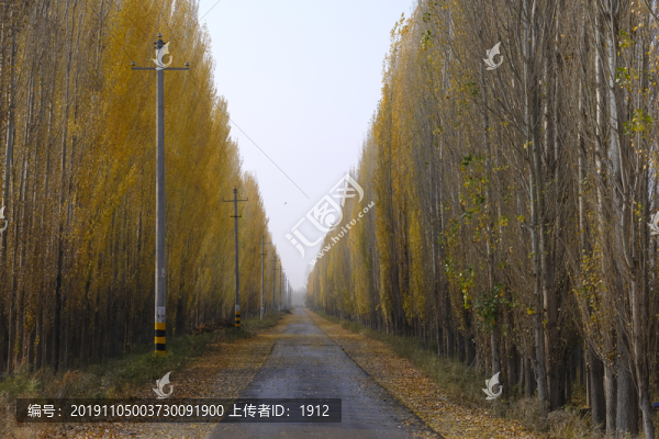 林蔭道