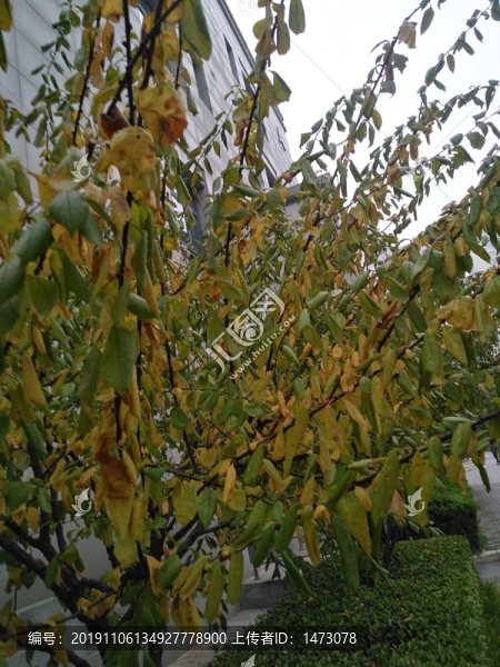 公園綠植