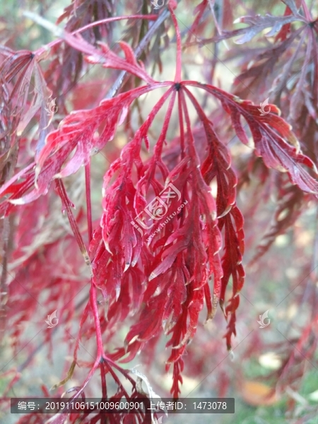 紅葉