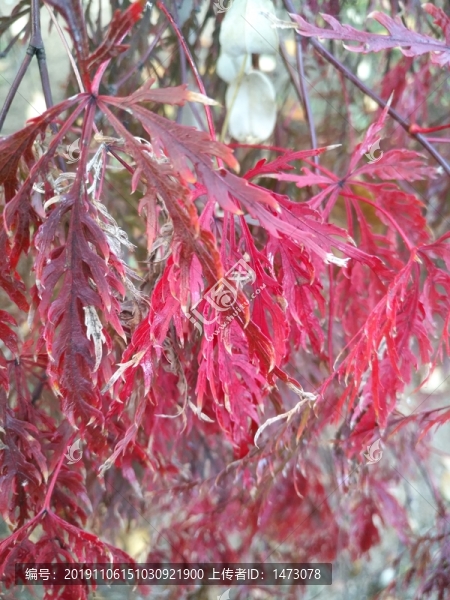 紅葉