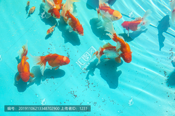 金魚