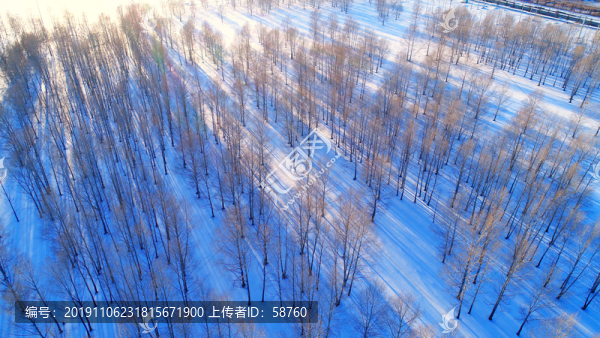 航拍雪野密林風(fēng)景