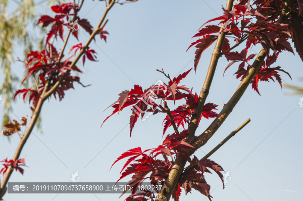紅楓葉