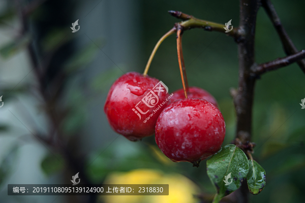 紅櫻桃