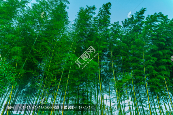 竹園竹林