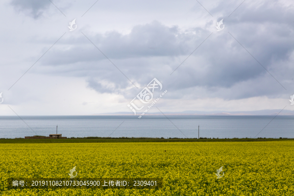 油菜花
