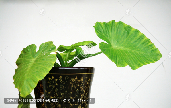 滴水觀音