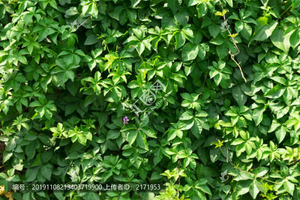 植物墻