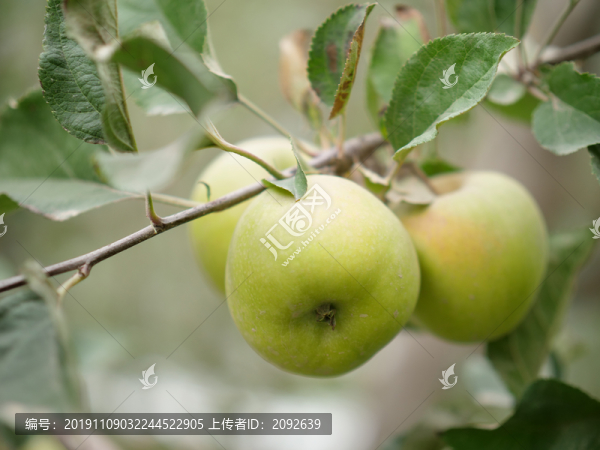 王林蘋(píng)果