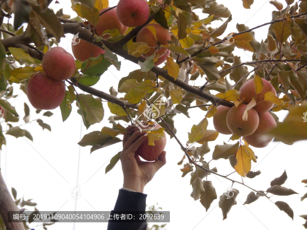 紅富士蘋果
