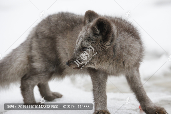 銀狐狐貍雪狐仙狐玉狐溫順兇殘