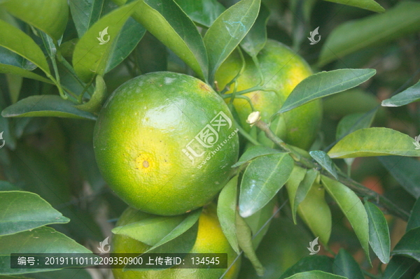 柑橘