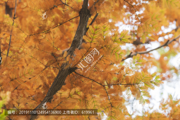 紅衫金黃樹葉