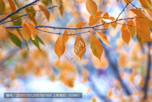 櫻花樹葉
