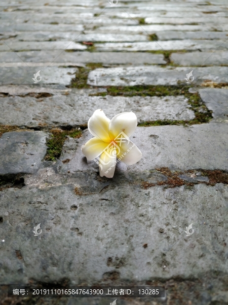雞旦花與老巷