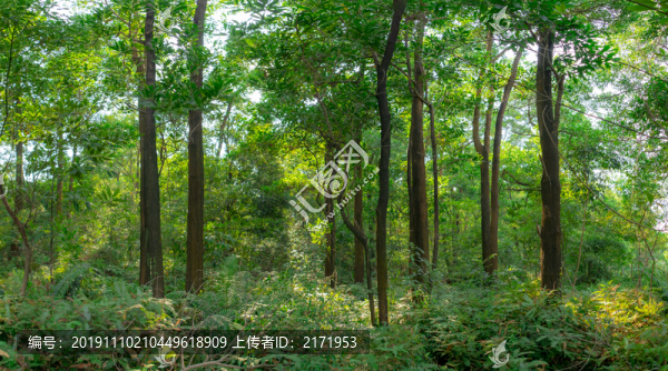 樹林