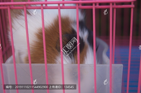 荷蘭豬