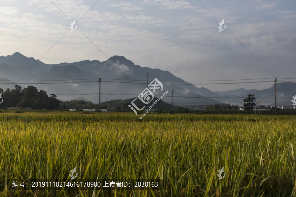稻田